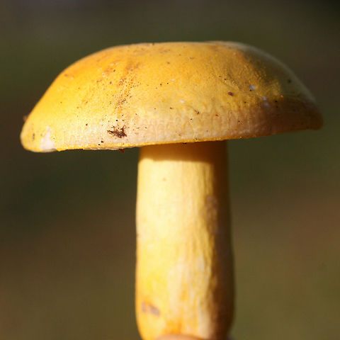 Russula flavida Growing in a forested area (mostly pines but also some oaks) in Floyd County, GA. Flavor and odor pleasant. "Skin" peels about halfway to center.
https://www.jungledragon.com/image/68196/russula_flavida.html
https://www.jungledragon.com/image/68197/russula_flavida.html Fall,Geotagged,Russula flavida,United States