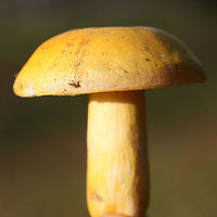 Russula flavida Growing in a forested area (mostly pines but also some oaks) in Floyd County, GA. Flavor and odor pleasant. "Skin" peels about halfway to center.<br />
https://www.jungledragon.com/image/68196/russula_flavida.html<br />
https://www.jungledragon.com/image/68197/russula_flavida.html Fall,Geotagged,Russula flavida,United States