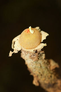 Calostoma lutescens Gasterocarp consisting of a spherical gleba (spore sac) covered in a yellow peridium atop a tall golden stalk of intertwined hyphae that look similar to pasta or spaghetti squash. At the apex of the gleba is a pink to red star-shaped pore. Spores are white to gray. Calostoma lutescens is one of the 20 gasteroid fungi belonging to the suborder Sclerodermatineae within the order Boletales. It is believed that fungi within the Calostoma genus underwent diversification within the Boletales order from end of the Cretaceous period through the middle of the Cenozoic era. C. lutescens is ectomycorrhizal with Quercus (oak) species.

Growing in deep leaf litter below oaks on a ridgeside in a dense mixed forest.
https://www.jungledragon.com/image/68216/calostoma_lutescens.html
https://www.jungledragon.com/image/68215/calostoma_lutescens.html
https://www.jungledragon.com/image/68214/calostoma_lutescens.html Calostoma lutescens,Fall,Geotagged,United States