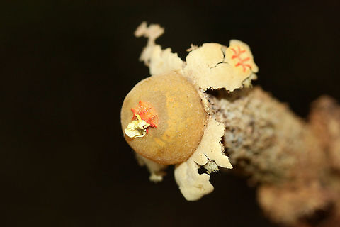 Calostoma lutescens Gasterocarp consisting of a spherical gleba (spore sac) covered in a yellow peridium atop a tall golden stalk of intertwined hyphae that look similar to pasta or spaghetti squash. At the apex of the gleba is a pink to red star-shaped pore. Spores are white to gray. Calostoma lutescens is one of the 20 gasteroid fungi belonging to the suborder Sclerodermatineae within the order Boletales. It is believed that fungi within the Calostoma genus underwent diversification within the Boletales order from end of the Cretaceous period through the middle of the Cenozoic era. C. lutescens is ectomycorrhizal with Quercus (oak) species.

Growing in deep leaf litter below oaks on a ridgeside in a dense mixed forest.
https://www.jungledragon.com/image/68213/calostoma_lutescens.html
https://www.jungledragon.com/image/68215/calostoma_lutescens.html
https://www.jungledragon.com/image/68216/calostoma_lutescens.html Calostoma lutescens,Fall,Geotagged,United States