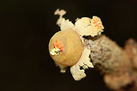 Calostoma lutescens Gasterocarp consisting of a spherical gleba (spore sac) covered in a yellow peridium atop a tall golden stalk of intertwined hyphae that look similar to pasta or spaghetti squash. At the apex of the gleba is a pink to red star-shaped pore. Spores are white to gray. Calostoma lutescens is one of the 20 gasteroid fungi belonging to the suborder Sclerodermatineae within the order Boletales. It is believed that fungi within the Calostoma genus underwent diversification within the Boletales order from end of the Cretaceous period through the middle of the Cenozoic era. C. lutescens is ectomycorrhizal with Quercus (oak) species.<br />
<br />
Growing in deep leaf litter below oaks on a ridgeside in a dense mixed forest.<br />
https://www.jungledragon.com/image/68213/calostoma_lutescens.html<br />
https://www.jungledragon.com/image/68215/calostoma_lutescens.html<br />
https://www.jungledragon.com/image/68216/calostoma_lutescens.html Calostoma lutescens,Fall,Geotagged,United States