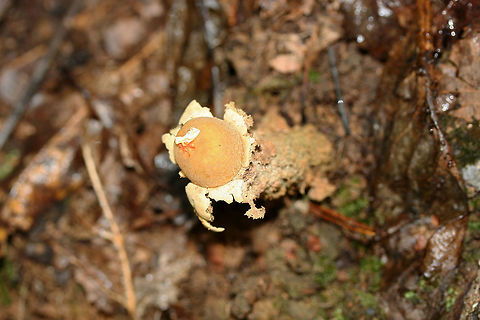 Calostoma lutescens Gasterocarp consisting of a spherical gleba (spore sac) covered in a yellow peridium atop a tall golden stalk of intertwined hyphae that look similar to pasta or spaghetti squash. At the apex of the gleba is a pink to red star-shaped pore. Spores are white to gray. Calostoma lutescens is one of the 20 gasteroid fungi belonging to the suborder Sclerodermatineae within the order Boletales. It is believed that fungi within the Calostoma genus underwent diversification within the Boletales order from end of the Cretaceous period through the middle of the Cenozoic era. C. lutescens is ectomycorrhizal with Quercus (oak) species.

Growing in deep leaf litter below oaks on a ridgeside in a dense mixed forest.
https://www.jungledragon.com/image/68213/calostoma_lutescens.html
https://www.jungledragon.com/image/68216/calostoma_lutescens.html
https://www.jungledragon.com/image/68214/calostoma_lutescens.html Calostoma lutescens,Fall,Geotagged,United States