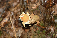 Calostoma lutescens Gasterocarp consisting of a spherical gleba (spore sac) covered in a yellow peridium atop a tall golden stalk of intertwined hyphae that look similar to pasta or spaghetti squash. At the apex of the gleba is a pink to red star-shaped pore. Spores are white to gray. Calostoma lutescens is one of the 20 gasteroid fungi belonging to the suborder Sclerodermatineae within the order Boletales. It is believed that fungi within the Calostoma genus underwent diversification within the Boletales order from end of the Cretaceous period through the middle of the Cenozoic era. C. lutescens is ectomycorrhizal with Quercus (oak) species.<br />
<br />
Growing in deep leaf litter below oaks on a ridgeside in a dense mixed forest.<br />
https://www.jungledragon.com/image/68213/calostoma_lutescens.html<br />
https://www.jungledragon.com/image/68216/calostoma_lutescens.html<br />
https://www.jungledragon.com/image/68214/calostoma_lutescens.html Calostoma lutescens,Fall,Geotagged,United States