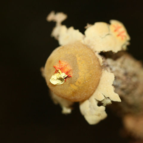 Calostoma lutescens Gasterocarp consisting of a spherical gleba (spore sac) covered in a yellow peridium atop a tall golden stalk of intertwined hyphae that look similar to pasta or spaghetti squash. At the apex of the gleba is a pink to red star-shaped pore. Spores are white to gray. Calostoma lutescens is one of the 20 gasteroid fungi belonging to the suborder Sclerodermatineae within the order Boletales. It is believed that fungi within the Calostoma genus underwent diversification within the Boletales order from end of the Cretaceous period through the middle of the Cenozoic era. C. lutescens is ectomycorrhizal with Quercus (oak) species.

Growing in deep leaf litter below oaks on a ridgeside in a dense mixed forest.
https://www.jungledragon.com/image/68213/calostoma_lutescens.html
https://www.jungledragon.com/image/68215/calostoma_lutescens.html
https://www.jungledragon.com/image/68214/calostoma_lutescens.html Calostoma lutescens,Fall,Geotagged,United States