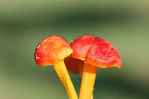 Hygrocybe sp. Working on an ID.

Growing in grass and moss in a saturated area of a yard in a residential area.

Nonstaining. Gills attach to stem but are not decurrent. Stems are flimsy and split in two when handled. The caps of older specimens fade to a muddy pale pink color. No detectable odor. Largest pileal width: 2 to 2.5 cm. Pilei are slightly greasy.

Nearest trees are Green Ash (Fraxinus pennsylvanica) and Sweetgum (Liquidambar styraciflua).
https://www.jungledragon.com/image/68234/hygrocybe_sp.html
https://www.jungledragon.com/image/68233/hygrocybe_sp.html
https://www.jungledragon.com/image/68232/hygrocybe_sp.html Fall,Geotagged,United States
