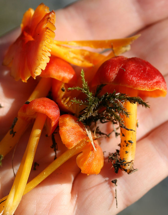 Hygrocybe sp. Working on an ID.<br />
<br />
Growing in grass and moss in a saturated area of a yard in a residential area.<br />
<br />
Nonstaining. Gills attach to stem but are not decurrent. Stems are flimsy and split in two when handled. The caps of older specimens fade to a muddy pale pink color. No detectable odor. Largest pileal width: 2 to 2.5 cm. Pilei are slightly greasy.<br />
<br />
Nearest trees are Green Ash (Fraxinus pennsylvanica) and Sweetgum (Liquidambar styraciflua).<br />
<figure class="photo"><a href="https://www.jungledragon.com/image/68231/hygrocybe_sp.html" title="Hygrocybe sp."><img src="https://s3.amazonaws.com/media.jungledragon.com/images/3231/68231_thumb.jpg?AWSAccessKeyId=05GMT0V3GWVNE7GGM1R2&Expires=1759968010&Signature=XCo2LP%2F0AfN%2BBN41s8vQHMNBgKQ%3D" width="200" height="134" alt="Hygrocybe sp. Working on an ID.<br />
<br />
Growing in grass and moss in a saturated area of a yard in a residential area.<br />
<br />
Nonstaining. Gills attach to stem but are not decurrent. Stems are flimsy and split in two when handled. The caps of older specimens fade to a muddy pale pink color. No detectable odor. Largest pileal width: 2 to 2.5 cm. Pilei are slightly greasy.<br />
<br />
Nearest trees are Green Ash (Fraxinus pennsylvanica) and Sweetgum (Liquidambar styraciflua).<br />
https://www.jungledragon.com/image/68234/hygrocybe_sp.html<br />
https://www.jungledragon.com/image/68233/hygrocybe_sp.html<br />
https://www.jungledragon.com/image/68232/hygrocybe_sp.html Fall,Geotagged,United States" /></a></figure><br />
<figure class="photo"><a href="https://www.jungledragon.com/image/68233/hygrocybe_sp.html" title="Hygrocybe sp."><img src="https://s3.amazonaws.com/media.jungledragon.com/images/3231/68233_thumb.jpg?AWSAccessKeyId=05GMT0V3GWVNE7GGM1R2&Expires=1759968010&Signature=taXKMEiPcWt82DBeeoWep5x8O%2BA%3D" width="200" height="134" alt="Hygrocybe sp. Working on an ID.<br />
<br />
Growing in grass and moss in a saturated area of a yard in a residential area.<br />
<br />
Nonstaining. Gills attach to stem but are not decurrent. Stems are flimsy and split in two when handled. The caps of older specimens fade to a muddy pale pink color. No detectable odor. Largest pileal width: 2 to 2.5 cm. Pilei are slightly greasy.<br />
<br />
Nearest trees are Green Ash (Fraxinus pennsylvanica) and Sweetgum (Liquidambar styraciflua).<br />
https://www.jungledragon.com/image/68231/hygrocybe_sp.html<br />
https://www.jungledragon.com/image/68234/hygrocybe_sp.html<br />
https://www.jungledragon.com/image/68232/hygrocybe_sp.html Fall,Geotagged,United States" /></a></figure><br />
<figure class="photo"><a href="https://www.jungledragon.com/image/68234/hygrocybe_sp.html" title="Hygrocybe sp."><img src="https://s3.amazonaws.com/media.jungledragon.com/images/3231/68234_thumb.jpg?AWSAccessKeyId=05GMT0V3GWVNE7GGM1R2&Expires=1759968010&Signature=nlj7fGs0eMqDeF6ock%2FMsn1mCrw%3D" width="102" height="152" alt="Hygrocybe sp. Working on an ID.<br />
<br />
Growing in grass and moss in a saturated area of a yard in a residential area.<br />
<br />
Nonstaining. Gills attach to stem but are not decurrent. Stems are flimsy and split in two when handled. The caps of older specimens fade to a muddy pale pink color. No detectable odor. Largest pileal width: 2 to 2.5 cm. Pilei are slightly greasy.<br />
<br />
Nearest trees are Green Ash (Fraxinus pennsylvanica) and Sweetgum (Liquidambar styraciflua).<br />
https://www.jungledragon.com/image/68231/hygrocybe_sp.html<br />
https://www.jungledragon.com/image/68233/hygrocybe_sp.html<br />
https://www.jungledragon.com/image/68232/hygrocybe_sp.html Fall,Geotagged,United States" /></a></figure> Fall,Geotagged,United States