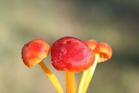 Hygrocybe sp. Working on an ID.

Growing in grass and moss in a saturated area of a yard in a residential area.

Nonstaining. Gills attach to stem but are not decurrent. Stems are flimsy and split in two when handled. The caps of older specimens fade to a muddy pale pink color. No detectable odor. Largest pileal width: 2 to 2.5 cm. Pilei are slightly greasy.

Nearest trees are Green Ash (Fraxinus pennsylvanica) and Sweetgum (Liquidambar styraciflua).
https://www.jungledragon.com/image/68231/hygrocybe_sp.html
https://www.jungledragon.com/image/68234/hygrocybe_sp.html
https://www.jungledragon.com/image/68232/hygrocybe_sp.html Fall,Geotagged,United States