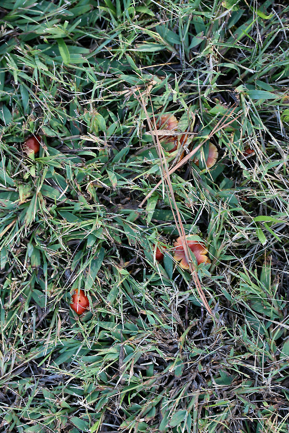 Hygrocybe sp. Working on an ID.<br />
<br />
Growing in grass and moss in a saturated area of a yard in a residential area.<br />
<br />
Nonstaining. Gills attach to stem but are not decurrent. Stems are flimsy and split in two when handled. The caps of older specimens fade to a muddy pale pink color. No detectable odor. Largest pileal width: 2 to 2.5 cm. Pilei are slightly greasy.<br />
<br />
Nearest trees are Green Ash (Fraxinus pennsylvanica) and Sweetgum (Liquidambar styraciflua).<br />
<figure class="photo"><a href="https://www.jungledragon.com/image/68231/hygrocybe_sp.html" title="Hygrocybe sp."><img src="https://s3.amazonaws.com/media.jungledragon.com/images/3231/68231_thumb.jpg?AWSAccessKeyId=05GMT0V3GWVNE7GGM1R2&Expires=1769040010&Signature=HpTNiwWBA0Yx%2BkkkBvliD7UUkNE%3D" width="200" height="134" alt="Hygrocybe sp. Working on an ID.<br />
<br />
Growing in grass and moss in a saturated area of a yard in a residential area.<br />
<br />
Nonstaining. Gills attach to stem but are not decurrent. Stems are flimsy and split in two when handled. The caps of older specimens fade to a muddy pale pink color. No detectable odor. Largest pileal width: 2 to 2.5 cm. Pilei are slightly greasy.<br />
<br />
Nearest trees are Green Ash (Fraxinus pennsylvanica) and Sweetgum (Liquidambar styraciflua).<br />
https://www.jungledragon.com/image/68234/hygrocybe_sp.html<br />
https://www.jungledragon.com/image/68233/hygrocybe_sp.html<br />
https://www.jungledragon.com/image/68232/hygrocybe_sp.html Fall,Geotagged,United States" /></a></figure><br />
<figure class="photo"><a href="https://www.jungledragon.com/image/68233/hygrocybe_sp.html" title="Hygrocybe sp."><img src="https://s3.amazonaws.com/media.jungledragon.com/images/3231/68233_thumb.jpg?AWSAccessKeyId=05GMT0V3GWVNE7GGM1R2&Expires=1769040010&Signature=WYZf8%2Bja9L9yCd6H6dfuYVg%2FLOE%3D" width="200" height="134" alt="Hygrocybe sp. Working on an ID.<br />
<br />
Growing in grass and moss in a saturated area of a yard in a residential area.<br />
<br />
Nonstaining. Gills attach to stem but are not decurrent. Stems are flimsy and split in two when handled. The caps of older specimens fade to a muddy pale pink color. No detectable odor. Largest pileal width: 2 to 2.5 cm. Pilei are slightly greasy.<br />
<br />
Nearest trees are Green Ash (Fraxinus pennsylvanica) and Sweetgum (Liquidambar styraciflua).<br />
https://www.jungledragon.com/image/68231/hygrocybe_sp.html<br />
https://www.jungledragon.com/image/68234/hygrocybe_sp.html<br />
https://www.jungledragon.com/image/68232/hygrocybe_sp.html Fall,Geotagged,United States" /></a></figure><br />
<figure class="photo"><a href="https://www.jungledragon.com/image/68232/hygrocybe_sp.html" title="Hygrocybe sp."><img src="https://s3.amazonaws.com/media.jungledragon.com/images/3231/68232_thumb.jpg?AWSAccessKeyId=05GMT0V3GWVNE7GGM1R2&Expires=1769040010&Signature=qELBPuHhNsu2ic2Yl01flJ8ewRg%3D" width="120" height="152" alt="Hygrocybe sp. Working on an ID.<br />
<br />
Growing in grass and moss in a saturated area of a yard in a residential area.<br />
<br />
Nonstaining. Gills attach to stem but are not decurrent. Stems are flimsy and split in two when handled. The caps of older specimens fade to a muddy pale pink color. No detectable odor. Largest pileal width: 2 to 2.5 cm. Pilei are slightly greasy.<br />
<br />
Nearest trees are Green Ash (Fraxinus pennsylvanica) and Sweetgum (Liquidambar styraciflua).<br />
https://www.jungledragon.com/image/68231/hygrocybe_sp.html<br />
https://www.jungledragon.com/image/68233/hygrocybe_sp.html<br />
https://www.jungledragon.com/image/68234/hygrocybe_sp.html Fall,Geotagged,United States" /></a></figure> Fall,Geotagged,United States
