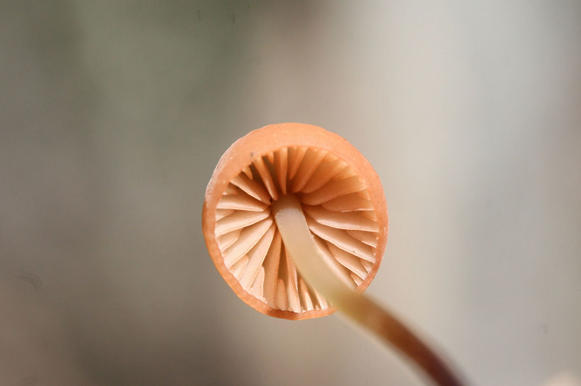 Marasmius sullivantii Growing in leaf litter below hardwoods in a dense mixed forest.<br />
<figure class="photo"><a href="https://www.jungledragon.com/image/68240/marasmius_sullivantii.html" title="Marasmius sullivantii"><img src="https://s3.amazonaws.com/media.jungledragon.com/images/3231/68240_thumb.jpg?AWSAccessKeyId=05GMT0V3GWVNE7GGM1R2&Expires=1767225610&Signature=vsJ6jt1Er0PJDhRVOEtPy%2BYZN9s%3D" width="102" height="152" alt="Marasmius sullivantii Growing in leaf litter below hardwoods in a dense mixed forest.<br />
https://www.jungledragon.com/image/68239/marasmius_sp.html<br />
<br />
 Fall,Geotagged,Marasmius sullivantii,United States" /></a></figure> Fall,Geotagged,Marasmius sullivantii,United States