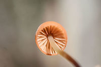 Marasmius sullivantii Growing in leaf litter below hardwoods in a dense mixed forest.<br />
https://www.jungledragon.com/image/68240/marasmius_sp.html Fall,Geotagged,Marasmius sullivantii,United States