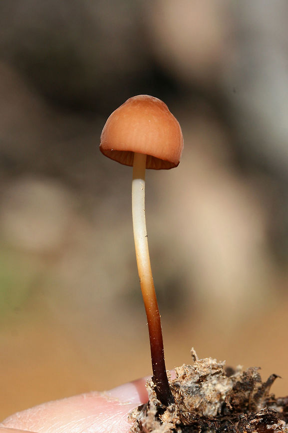 Marasmius sullivantii Growing in leaf litter below hardwoods in a dense mixed forest.<br />
<figure class="photo"><a href="https://www.jungledragon.com/image/68239/marasmius_sullivantii.html" title="Marasmius sullivantii"><img src="https://s3.amazonaws.com/media.jungledragon.com/images/3231/68239_thumb.jpg?AWSAccessKeyId=05GMT0V3GWVNE7GGM1R2&Expires=1767225610&Signature=EHk84fC%2FSFm5kvuxuYyLEJT71Ak%3D" width="200" height="134" alt="Marasmius sullivantii Growing in leaf litter below hardwoods in a dense mixed forest.<br />
https://www.jungledragon.com/image/68240/marasmius_sp.html Fall,Geotagged,Marasmius sullivantii,United States" /></a></figure><br />
<br />
 Fall,Geotagged,Marasmius sullivantii,United States