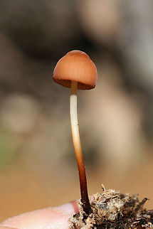 Marasmius sullivantii Growing in leaf litter below hardwoods in a dense mixed forest.
https://www.jungledragon.com/image/68239/marasmius_sp.html

 Fall,Geotagged,Marasmius sullivantii,United States
