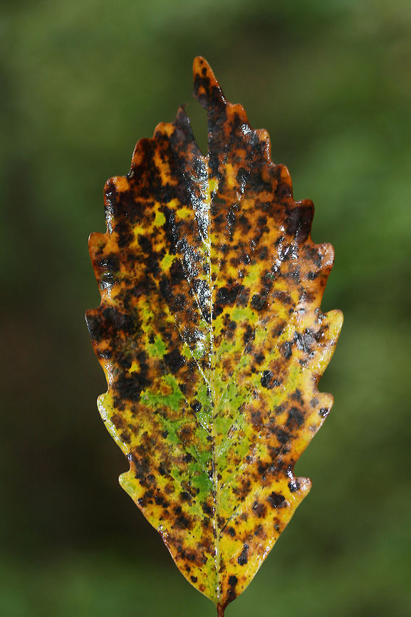 Chestnut Oak Leaf (Quercus montana) Leaf on the forest floor in a dense mixed forest.<br />
 Chestnut oak,Fall,Geotagged,Quercus montana,United States