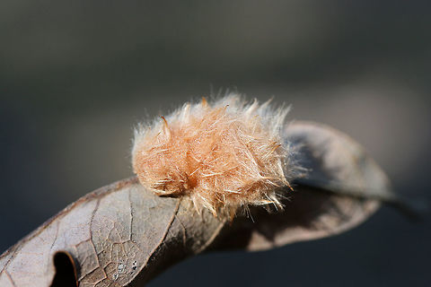 Oak Leaf Gall Wasp (Andricus quercusflocci) On a Quercus alba leaf in a wooded area in Floyd County, GA.  Andricus quercusflocci,Fall,Geotagged,United States,andricus,gall,gall wasp,gall wasps,parasite,parasitic,parasitic wasp,parasitic wasps