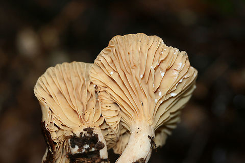 Lactarius marylandicus Growing beneath oaks and hardwoods in a dense mixed forest.
https://www.jungledragon.com/image/68271/lactarius_subplinthogalus.html
https://www.jungledragon.com/image/68270/lactarius_subplinthogalus.html Fall,Geotagged,Lactarius marylandicus,Lactarius subplinthogalus,United States
