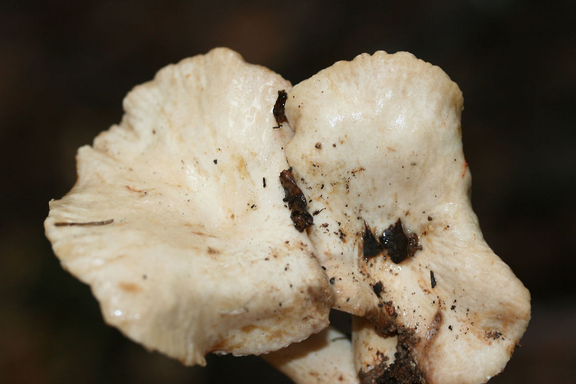 Lactarius marylandicus Growing beneath oaks and hardwoods in a dense mixed forest.<br />
<figure class="photo"><a href="https://www.jungledragon.com/image/68271/lactarius_marylandicus.html" title="Lactarius marylandicus"><img src="https://s3.amazonaws.com/media.jungledragon.com/images/3231/68271_thumb.jpg?AWSAccessKeyId=05GMT0V3GWVNE7GGM1R2&Expires=1759968010&Signature=UtHWrMMMRTf6YSwvqVp7%2Bm8HU18%3D" width="200" height="134" alt="Lactarius marylandicus Growing beneath oaks and hardwoods in a dense mixed forest.<br />
https://www.jungledragon.com/image/68269/lactarius_subplinthogalus.html<br />
https://www.jungledragon.com/image/68270/lactarius_subplinthogalus.html Fall,Geotagged,Lactarius marylandicus,Lactarius subplinthogalus,United States" /></a></figure><br />
<figure class="photo"><a href="https://www.jungledragon.com/image/68269/lactarius_marylandicus.html" title="Lactarius marylandicus"><img src="https://s3.amazonaws.com/media.jungledragon.com/images/3231/68269_thumb.jpg?AWSAccessKeyId=05GMT0V3GWVNE7GGM1R2&Expires=1759968010&Signature=EYu9kG0LcnXZW9az%2F06lhyLUu6g%3D" width="200" height="134" alt="Lactarius marylandicus Growing beneath oaks and hardwoods in a dense mixed forest.<br />
https://www.jungledragon.com/image/68271/lactarius_subplinthogalus.html<br />
https://www.jungledragon.com/image/68270/lactarius_subplinthogalus.html Fall,Geotagged,Lactarius marylandicus,Lactarius subplinthogalus,United States" /></a></figure> Fall,Geotagged,Lactarius marylandicus,Lactarius subplinthogalus,United States