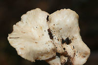 Lactarius marylandicus Growing beneath oaks and hardwoods in a dense mixed forest.<br />
https://www.jungledragon.com/image/68271/lactarius_subplinthogalus.html<br />
https://www.jungledragon.com/image/68269/lactarius_subplinthogalus.html Fall,Geotagged,Lactarius marylandicus,Lactarius subplinthogalus,United States