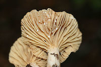 Lactarius marylandicus Growing beneath oaks and hardwoods in a dense mixed forest.<br />
https://www.jungledragon.com/image/68269/lactarius_subplinthogalus.html<br />
https://www.jungledragon.com/image/68270/lactarius_subplinthogalus.html Fall,Geotagged,Lactarius marylandicus,Lactarius subplinthogalus,United States