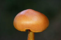 Jackson's Amanita (Amanita jacksonii) Growing beneath oak and hickory (in deep leaf litter) on a ridge side in a dense forest.<br />
<br />
A bit dry and crusty but still pretty!<br />
https://www.jungledragon.com/image/68273/jacksons_amanita_amanita_jacksonii.html Amanita jacksonii,Fall,Geotagged,United States