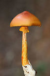 Jackson's Amanita (Amanita jacksonii) Growing beneath oak and hickory (in deep leaf litter) on a ridge side in a dense forest.<br />
<br />
A bit dry and crusty but still pretty!<br />
https://www.jungledragon.com/image/68272/jacksons_amanita_amanita_jacksonii.html Amanita jacksonii,Fall,Geotagged,United States