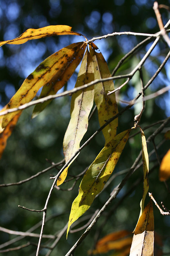 Willow Oak (Quercus phellos) Gordon County, Georgia.<br />
<figure class="photo"><a href="https://www.jungledragon.com/image/68276/willow_oak_quercus_phellos.html" title="Willow Oak (Quercus phellos)"><img src="https://s3.amazonaws.com/media.jungledragon.com/images/3231/68276_thumb.jpg?AWSAccessKeyId=05GMT0V3GWVNE7GGM1R2&Expires=1759968010&Signature=ahrd4OqLQwXpjARwa%2F%2F4ZG9WKRE%3D" width="102" height="152" alt="Willow Oak (Quercus phellos) Gordon County, Georgia.<br />
https://www.jungledragon.com/image/68275/willow_oak_quercus_phellos.html Fall,Geotagged,Quercus phellos,United States,Willow oak" /></a></figure> Fall,Geotagged,Quercus phellos,United States,Willow oak