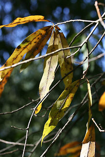 Willow Oak (Quercus phellos) Gordon County, Georgia.
https://www.jungledragon.com/image/68276/willow_oak_quercus_phellos.html Fall,Geotagged,Quercus phellos,United States,Willow oak