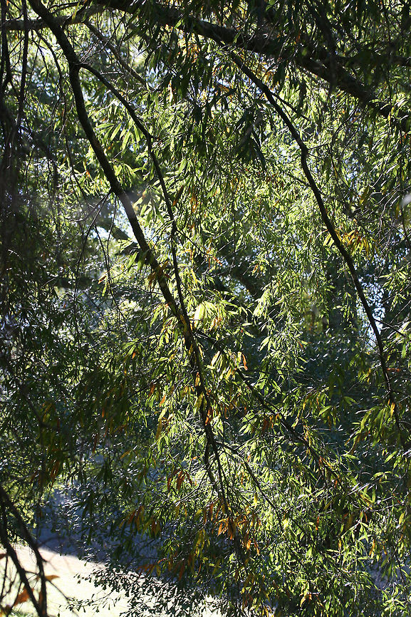 Willow Oak (Quercus phellos) Gordon County, Georgia.<br />
<figure class="photo"><a href="https://www.jungledragon.com/image/68275/willow_oak_quercus_phellos.html" title="Willow Oak (Quercus phellos)"><img src="https://s3.amazonaws.com/media.jungledragon.com/images/3231/68275_thumb.jpg?AWSAccessKeyId=05GMT0V3GWVNE7GGM1R2&Expires=1770854410&Signature=hyIRcsAbntTiT1jzkbVOW4WAscU%3D" width="102" height="152" alt="Willow Oak (Quercus phellos) Gordon County, Georgia.<br />
https://www.jungledragon.com/image/68276/willow_oak_quercus_phellos.html Fall,Geotagged,Quercus phellos,United States,Willow oak" /></a></figure> Fall,Geotagged,Quercus phellos,United States,Willow oak