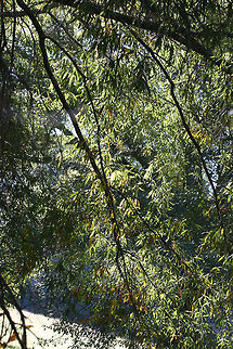 Willow Oak (Quercus phellos) Gordon County, Georgia.
https://www.jungledragon.com/image/68275/willow_oak_quercus_phellos.html Fall,Geotagged,Quercus phellos,United States,Willow oak