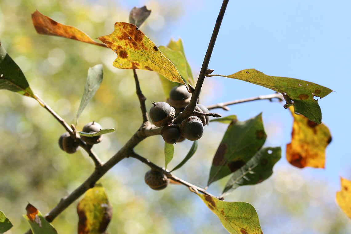 Water Oak (Quercus nigra) Gordon County, Georgia.<br />
<figure class="photo"><a href="https://www.jungledragon.com/image/68280/water_oak_quercus_nigra.html" title="Water Oak (Quercus nigra)"><img src="https://s3.amazonaws.com/media.jungledragon.com/images/3231/68280_thumb.jpg?AWSAccessKeyId=05GMT0V3GWVNE7GGM1R2&Expires=1759968010&Signature=fkHBm30mXONEm2HOaqg2TCGl4Ag%3D" width="102" height="152" alt="Water Oak (Quercus nigra) Gordon County, Georgia.<br />
https://www.jungledragon.com/image/68277/water_oak_quercus_nigra.html<br />
https://www.jungledragon.com/image/68278/water_oak_quercus_nigra.html<br />
https://www.jungledragon.com/image/68279/water_oak_quercus_nigra.html Fall,Geotagged,Quercus nigra,United States,Water oak" /></a></figure><br />
<figure class="photo"><a href="https://www.jungledragon.com/image/68278/water_oak_quercus_nigra.html" title="Water Oak (Quercus nigra)"><img src="https://s3.amazonaws.com/media.jungledragon.com/images/3231/68278_thumb.jpg?AWSAccessKeyId=05GMT0V3GWVNE7GGM1R2&Expires=1759968010&Signature=mCPLKfkPFQ1%2FdJmCLqcG9Co6wvo%3D" width="200" height="134" alt="Water Oak (Quercus nigra) Gordon County, Georgia.<br />
https://www.jungledragon.com/image/68277/water_oak_quercus_nigra.html<br />
https://www.jungledragon.com/image/68280/water_oak_quercus_nigra.html<br />
https://www.jungledragon.com/image/68279/water_oak_quercus_nigra.html Fall,Geotagged,Quercus nigra,United States,Water oak" /></a></figure><br />
<figure class="photo"><a href="https://www.jungledragon.com/image/68279/water_oak_quercus_nigra.html" title="Water Oak (Quercus nigra)"><img src="https://s3.amazonaws.com/media.jungledragon.com/images/3231/68279_thumb.jpg?AWSAccessKeyId=05GMT0V3GWVNE7GGM1R2&Expires=1759968010&Signature=mGoXPT1PIUtNkt0QM2EpkmPNEgw%3D" width="200" height="134" alt="Water Oak (Quercus nigra) Gordon County, Georgia.<br />
https://www.jungledragon.com/image/68277/water_oak_quercus_nigra.html<br />
https://www.jungledragon.com/image/68278/water_oak_quercus_nigra.html<br />
https://www.jungledragon.com/image/68280water_oak_quercus_nigra.html Fall,Geotagged,Quercus nigra,United States,Water oak" /></a></figure> Fall,Geotagged,Quercus nigra,United States,Water oak