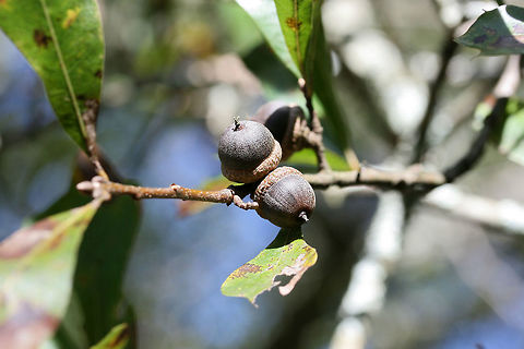 Water Oak (Quercus nigra) Gordon County, Georgia.
https://www.jungledragon.com/image/68277/water_oak_quercus_nigra.html
https://www.jungledragon.com/image/68280/water_oak_quercus_nigra.html
https://www.jungledragon.com/image/68279/water_oak_quercus_nigra.html Fall,Geotagged,Quercus nigra,United States,Water oak
