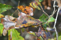 Water Oak (Quercus nigra) Gordon County, Georgia.<br />
https://www.jungledragon.com/image/68277/water_oak_quercus_nigra.html<br />
https://www.jungledragon.com/image/68278/water_oak_quercus_nigra.html<br />
https://www.jungledragon.com/image/68280water_oak_quercus_nigra.html Fall,Geotagged,Quercus nigra,United States,Water oak