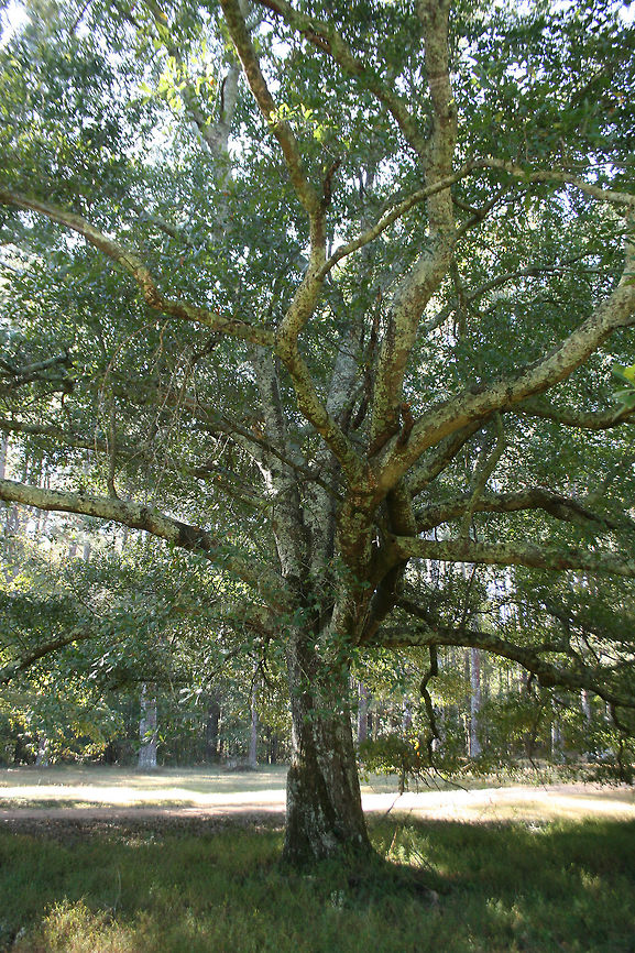 Water Oak (Quercus nigra) Gordon County, Georgia.<br />
<figure class="photo"><a href="https://www.jungledragon.com/image/68277/water_oak_quercus_nigra.html" title="Water Oak (Quercus nigra)"><img src="https://s3.amazonaws.com/media.jungledragon.com/images/3231/68277_thumb.jpg?AWSAccessKeyId=05GMT0V3GWVNE7GGM1R2&Expires=1759968010&Signature=ZwUid7mBfYXUvR7q8pyY7ozABGM%3D" width="200" height="134" alt="Water Oak (Quercus nigra) Gordon County, Georgia.<br />
https://www.jungledragon.com/image/68280/water_oak_quercus_nigra.html<br />
https://www.jungledragon.com/image/68278/water_oak_quercus_nigra.html<br />
https://www.jungledragon.com/image/68279/water_oak_quercus_nigra.html Fall,Geotagged,Quercus nigra,United States,Water oak" /></a></figure><br />
<figure class="photo"><a href="https://www.jungledragon.com/image/68278/water_oak_quercus_nigra.html" title="Water Oak (Quercus nigra)"><img src="https://s3.amazonaws.com/media.jungledragon.com/images/3231/68278_thumb.jpg?AWSAccessKeyId=05GMT0V3GWVNE7GGM1R2&Expires=1759968010&Signature=mCPLKfkPFQ1%2FdJmCLqcG9Co6wvo%3D" width="200" height="134" alt="Water Oak (Quercus nigra) Gordon County, Georgia.<br />
https://www.jungledragon.com/image/68277/water_oak_quercus_nigra.html<br />
https://www.jungledragon.com/image/68280/water_oak_quercus_nigra.html<br />
https://www.jungledragon.com/image/68279/water_oak_quercus_nigra.html Fall,Geotagged,Quercus nigra,United States,Water oak" /></a></figure><br />
<figure class="photo"><a href="https://www.jungledragon.com/image/68279/water_oak_quercus_nigra.html" title="Water Oak (Quercus nigra)"><img src="https://s3.amazonaws.com/media.jungledragon.com/images/3231/68279_thumb.jpg?AWSAccessKeyId=05GMT0V3GWVNE7GGM1R2&Expires=1759968010&Signature=mGoXPT1PIUtNkt0QM2EpkmPNEgw%3D" width="200" height="134" alt="Water Oak (Quercus nigra) Gordon County, Georgia.<br />
https://www.jungledragon.com/image/68277/water_oak_quercus_nigra.html<br />
https://www.jungledragon.com/image/68278/water_oak_quercus_nigra.html<br />
https://www.jungledragon.com/image/68280water_oak_quercus_nigra.html Fall,Geotagged,Quercus nigra,United States,Water oak" /></a></figure> Fall,Geotagged,Quercus nigra,United States,Water oak
