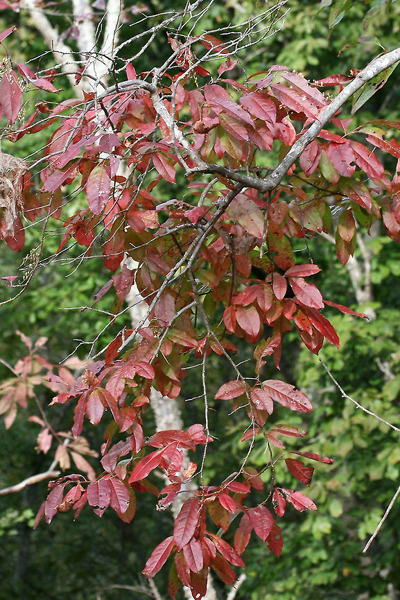 Sourwood Tree (Oxydendrum arboreum) Growing at the edge of a dense mixed hardwood/coniferous forest.<br />
<br />
One of the first tree species to change colors in autumn!<br />
<figure class="photo"><a href="https://www.jungledragon.com/image/68285/sourwood_tree_oxydendrum_arboreum.html" title="Sourwood Tree (Oxydendrum arboreum)"><img src="https://s3.amazonaws.com/media.jungledragon.com/images/3231/68285_thumb.jpg?AWSAccessKeyId=05GMT0V3GWVNE7GGM1R2&Expires=1770854410&Signature=W%2BdQfPW%2BIWekKcS9MmaZfSqHs%2Bs%3D" width="102" height="152" alt="Sourwood Tree (Oxydendrum arboreum) Growing at the edge of a dense mixed hardwood/coniferous forest.<br />
<br />
One of the first tree species to change colors in autumn!<br />
https://www.jungledragon.com/image/68284/sourwood_tree_oxydendrum_arboreum.html Fall,Geotagged,Oxydendrum arboreum,Sourwood,United States" /></a></figure> Fall,Geotagged,Oxydendrum arboreum,Sourwood,United States