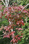 Sourwood Tree (Oxydendrum arboreum) Growing at the edge of a dense mixed hardwood/coniferous forest.<br />
<br />
One of the first tree species to change colors in autumn!<br />
https://www.jungledragon.com/image/68285/sourwood_tree_oxydendrum_arboreum.html Fall,Geotagged,Oxydendrum arboreum,Sourwood,United States