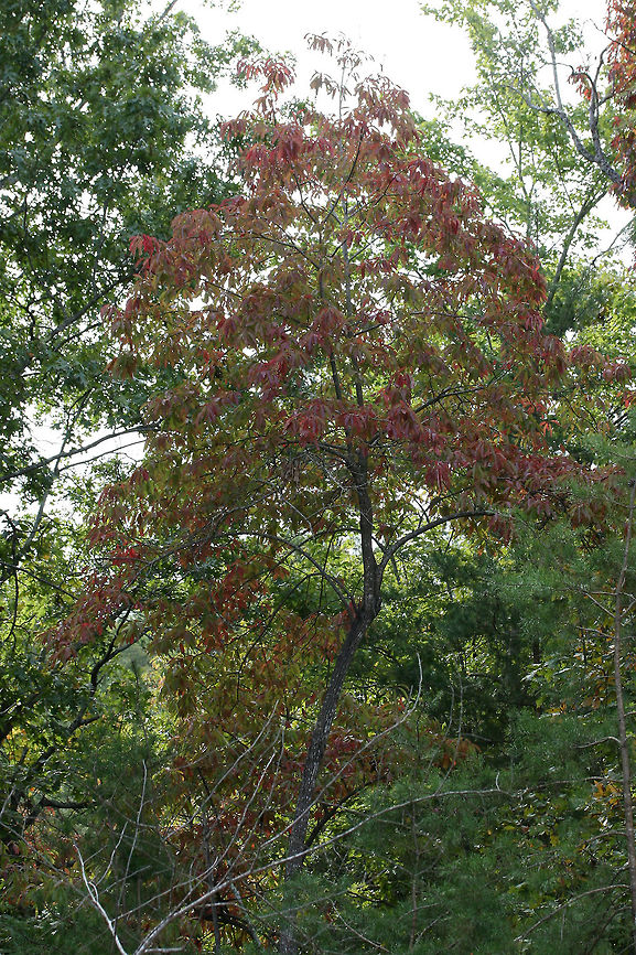 Sourwood Tree (Oxydendrum arboreum) Growing at the edge of a dense mixed hardwood/coniferous forest.<br />
<br />
One of the first tree species to change colors in autumn!<br />
<figure class="photo"><a href="https://www.jungledragon.com/image/68284/sourwood_tree_oxydendrum_arboreum.html" title="Sourwood Tree (Oxydendrum arboreum)"><img src="https://s3.amazonaws.com/media.jungledragon.com/images/3231/68284_thumb.jpg?AWSAccessKeyId=05GMT0V3GWVNE7GGM1R2&Expires=1759968010&Signature=vL2VlTic%2BF53%2B1ymi5DVuLbuigk%3D" width="102" height="152" alt="Sourwood Tree (Oxydendrum arboreum) Growing at the edge of a dense mixed hardwood/coniferous forest.<br />
<br />
One of the first tree species to change colors in autumn!<br />
https://www.jungledragon.com/image/68285/sourwood_tree_oxydendrum_arboreum.html Fall,Geotagged,Oxydendrum arboreum,Sourwood,United States" /></a></figure> Fall,Geotagged,Oxydendrum arboreum,Sourwood,United States