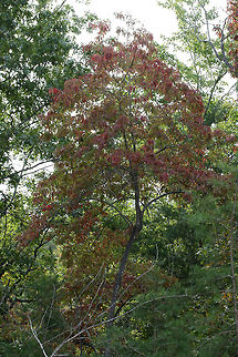 Sourwood Tree (Oxydendrum arboreum) Growing at the edge of a dense mixed hardwood/coniferous forest.

One of the first tree species to change colors in autumn!
https://www.jungledragon.com/image/68284/sourwood_tree_oxydendrum_arboreum.html Fall,Geotagged,Oxydendrum arboreum,Sourwood,United States
