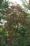 Sourwood Tree (Oxydendrum arboreum) Growing at the edge of a dense mixed hardwood/coniferous forest.<br />
<br />
One of the first tree species to change colors in autumn!<br />
https://www.jungledragon.com/image/68284/sourwood_tree_oxydendrum_arboreum.html Fall,Geotagged,Oxydendrum arboreum,Sourwood,United States