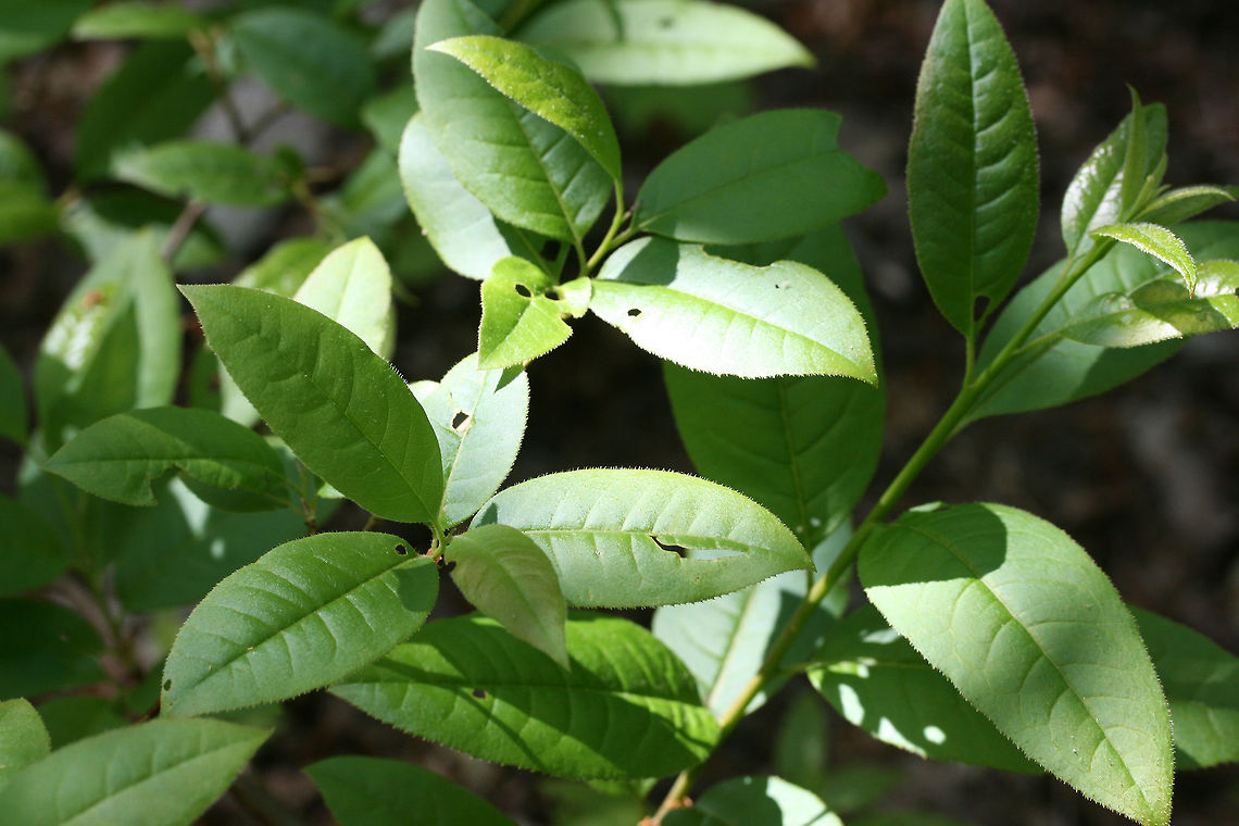 Sourwood Tree (Oxydendrum arboreum) Growing at the edge of a dense mixed hardwood/coniferous forest. Geotagged,Oxydendrum arboreum,Sourwood,Spring,United States