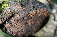 Fulvifomes everhartii TENTATIVE ID.<br />
Growing on a dead/fallen oak branch in a wooded area in Gordon County, GA.<br />
https://www.jungledragon.com/image/68289/fulvifomes_everhartii.html<br />
https://www.jungledragon.com/image/68288/fulvifomes_everhartii.html Fall,Fulvifomes everhartii,Geotagged,United States