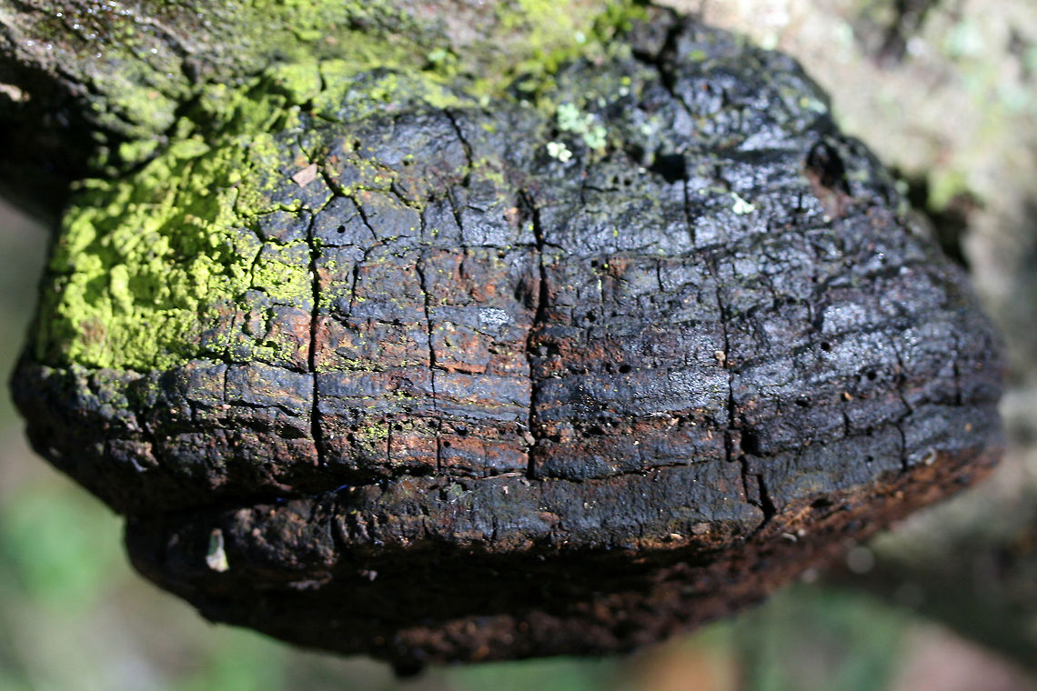 Fulvifomes everhartii TENTATIVE ID.<br />
Growing on a dead/fallen oak branch in a wooded area in Gordon County, GA.<br />
<figure class="photo"><a href="https://www.jungledragon.com/image/68287/fulvifomes_everhartii.html" title="Fulvifomes everhartii"><img src="https://s3.amazonaws.com/media.jungledragon.com/images/3231/68287_thumb.jpg?AWSAccessKeyId=05GMT0V3GWVNE7GGM1R2&Expires=1759968010&Signature=5Npd22H2UoMvM6g3L3A1ydTj3xw%3D" width="200" height="134" alt="Fulvifomes everhartii TENTATIVE ID.<br />
Growing on a dead/fallen oak branch in a wooded area in Gordon County, GA.<br />
https://www.jungledragon.com/image/68289/fulvifomes_everhartii.html<br />
https://www.jungledragon.com/image/68288/fulvifomes_everhartii.html Fall,Fulvifomes everhartii,Geotagged,United States" /></a></figure><br />
<figure class="photo"><a href="https://www.jungledragon.com/image/68289/fulvifomes_everhartii.html" title="Fulvifomes everhartii"><img src="https://s3.amazonaws.com/media.jungledragon.com/images/3231/68289_thumb.jpg?AWSAccessKeyId=05GMT0V3GWVNE7GGM1R2&Expires=1759968010&Signature=bULGxEqwMOTw%2BRpcxCozcFmx%2B5U%3D" width="200" height="134" alt="Fulvifomes everhartii Growing on a dead/fallen oak branch in a wooded area in Gordon County, GA.<br />
https://www.jungledragon.com/image/68287/fulvifomes_everhartii.html<br />
https://www.jungledragon.com/image/68288/fulvifomes_everhartii.html<br />
 Fall,Fulvifomes everhartii,Geotagged,United States" /></a></figure> Fall,Fulvifomes everhartii,Geotagged,United States