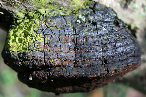 Fulvifomes everhartii TENTATIVE ID.
Growing on a dead/fallen oak branch in a wooded area in Gordon County, GA.
https://www.jungledragon.com/image/68287/fulvifomes_everhartii.html
https://www.jungledragon.com/image/68289/fulvifomes_everhartii.html Fall,Fulvifomes everhartii,Geotagged,United States
