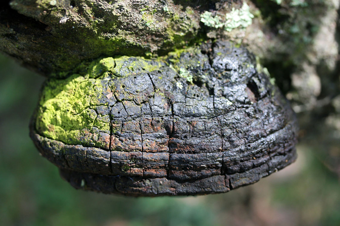 Fulvifomes everhartii Growing on a dead/fallen oak branch in a wooded area in Gordon County, GA.<br />
<figure class="photo"><a href="https://www.jungledragon.com/image/68287/fulvifomes_everhartii.html" title="Fulvifomes everhartii"><img src="https://s3.amazonaws.com/media.jungledragon.com/images/3231/68287_thumb.jpg?AWSAccessKeyId=05GMT0V3GWVNE7GGM1R2&Expires=1767225610&Signature=BFznB3kdoVVHwcd6r9RUK%2FVcs1U%3D" width="200" height="134" alt="Fulvifomes everhartii TENTATIVE ID.<br />
Growing on a dead/fallen oak branch in a wooded area in Gordon County, GA.<br />
https://www.jungledragon.com/image/68289/fulvifomes_everhartii.html<br />
https://www.jungledragon.com/image/68288/fulvifomes_everhartii.html Fall,Fulvifomes everhartii,Geotagged,United States" /></a></figure><br />
<figure class="photo"><a href="https://www.jungledragon.com/image/68288/fulvifomes_everhartii.html" title="Fulvifomes everhartii"><img src="https://s3.amazonaws.com/media.jungledragon.com/images/3231/68288_thumb.jpg?AWSAccessKeyId=05GMT0V3GWVNE7GGM1R2&Expires=1767225610&Signature=txn1QbgZ2mgRqppF%2FIwYUBUr8L0%3D" width="200" height="134" alt="Fulvifomes everhartii TENTATIVE ID.<br />
Growing on a dead/fallen oak branch in a wooded area in Gordon County, GA.<br />
https://www.jungledragon.com/image/68287/fulvifomes_everhartii.html<br />
https://www.jungledragon.com/image/68289/fulvifomes_everhartii.html Fall,Fulvifomes everhartii,Geotagged,United States" /></a></figure><br />
 Fall,Fulvifomes everhartii,Geotagged,United States