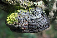 Fulvifomes everhartii Growing on a dead/fallen oak branch in a wooded area in Gordon County, GA.<br />
https://www.jungledragon.com/image/68287/fulvifomes_everhartii.html<br />
https://www.jungledragon.com/image/68288/fulvifomes_everhartii.html<br />
 Fall,Fulvifomes everhartii,Geotagged,United States