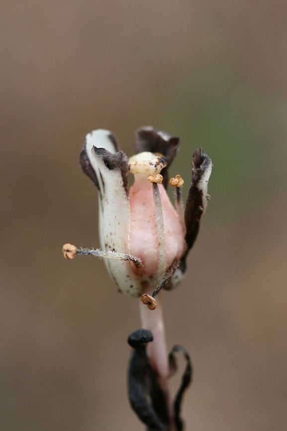 Ghost Pipe (Monotropa uniflora) Growing in a dense mixed hardwood/coniferous forest understory. <br />
<br />
Monotropa uniflora is a mycoheterotrophic, nonphotosynthetic plant. It is unable to produce its own energy via photosynthesis, so it turns to fungi (it has a preference for Russula) which are mycorrhizal with trees. Being nonphotosynthetic might at first appear to give the plant a disadvantage, but as a result, M. uniflora is capable of growing in dense understories with lower light and higher mulch levels--habitats that are not suited for autotrophic plants Fall,Geotagged,Ghost Plant,Monotropa uniflora,United States