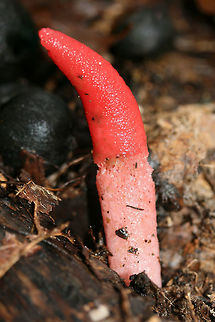Elegant Stinkhorn (Mutinus elegans)? Growing beneath hickories and oaks at the disturbed edge of a dense forest.
https://www.jungledragon.com/image/68344/elegant_mutinus_elegans.html
https://www.jungledragon.com/image/68342/elegant_mutinus_elegans.html
https://www.jungledragon.com/image/68343/elegant_mutinus_elegans.html Devil's Dipstick,Fall,Geotagged,Mutinus elegans,United States