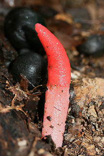 Elegant Stinkhorn (Mutinus elegans)? Growing beneath hickories and oaks at the disturbed edge of a dense forest.
https://www.jungledragon.com/image/68344/elegant_mutinus_elegans.html
https://www.jungledragon.com/image/68341/elegant_mutinus_elegans.html
https://www.jungledragon.com/image/68343/elegant_mutinus_elegans.html
 Devil's Dipstick,Fall,Geotagged,Mutinus elegans,United States of America