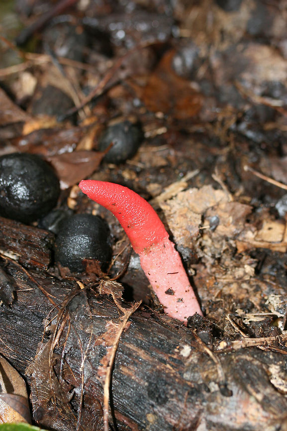 Elegant Stinkhorn (Mutinus elegans)? Growing beneath hickories and oaks at the disturbed edge of a dense forest.<br />
<figure class="photo"><a href="https://www.jungledragon.com/image/68344/elegant_stinkhorn_mutinus_elegans.html" title="Elegant Stinkhorn (Mutinus elegans)?"><img src="https://s3.amazonaws.com/media.jungledragon.com/images/3231/68344_thumb.jpg?AWSAccessKeyId=05GMT0V3GWVNE7GGM1R2&Expires=1769040010&Signature=sR0CAQ4hgsD4cKR5s8B8ITYt%2BAc%3D" width="200" height="134" alt="Elegant Stinkhorn (Mutinus elegans)? In disturbed soil atop a ridge (below pines and oaks).<br />
https://www.jungledragon.com/image/68341/elegant_mutinus_elegans.html<br />
https://www.jungledragon.com/image/68342/elegant_mutinus_elegans.html<br />
https://www.jungledragon.com/image/68343/elegant_mutinus_elegans.html Devil's Dipstick,Fall,Geotagged,Mutinus elegans,United States" /></a></figure><br />
<figure class="photo"><a href="https://www.jungledragon.com/image/68342/elegant_stinkhorn_mutinus_elegans.html" title="Elegant Stinkhorn (Mutinus elegans)?"><img src="https://s3.amazonaws.com/media.jungledragon.com/images/3231/68342_thumb.jpg?AWSAccessKeyId=05GMT0V3GWVNE7GGM1R2&Expires=1769040010&Signature=OwCY6w6YKX8gN8oYhCQTJh1%2BkeM%3D" width="102" height="152" alt="Elegant Stinkhorn (Mutinus elegans)? Growing beneath hickories and oaks at the disturbed edge of a dense forest.<br />
https://www.jungledragon.com/image/68344/elegant_mutinus_elegans.html<br />
https://www.jungledragon.com/image/68341/elegant_mutinus_elegans.html<br />
https://www.jungledragon.com/image/68343/elegant_mutinus_elegans.html<br />
 Devil's Dipstick,Fall,Geotagged,Mutinus elegans,United States of America" /></a></figure><br />
<figure class="photo"><a href="https://www.jungledragon.com/image/68341/elegant_stinkhorn_mutinus_elegans.html" title="Elegant Stinkhorn (Mutinus elegans)?"><img src="https://s3.amazonaws.com/media.jungledragon.com/images/3231/68341_thumb.jpg?AWSAccessKeyId=05GMT0V3GWVNE7GGM1R2&Expires=1769040010&Signature=qrm%2FHkmm9ohusky0zD395Zc9Nh8%3D" width="102" height="152" alt="Elegant Stinkhorn (Mutinus elegans)? Growing beneath hickories and oaks at the disturbed edge of a dense forest.<br />
https://www.jungledragon.com/image/68344/elegant_mutinus_elegans.html<br />
https://www.jungledragon.com/image/68342/elegant_mutinus_elegans.html<br />
https://www.jungledragon.com/image/68343/elegant_mutinus_elegans.html Devil's Dipstick,Fall,Geotagged,Mutinus elegans,United States" /></a></figure> Devil's Dipstick,Fall,Geotagged,Mutinus elegans,United States