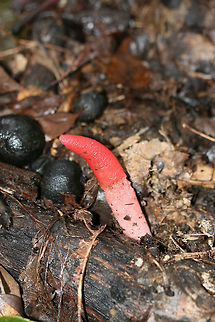 Elegant Stinkhorn (Mutinus elegans)? Growing beneath hickories and oaks at the disturbed edge of a dense forest.
https://www.jungledragon.com/image/68344/elegant_mutinus_elegans.html
https://www.jungledragon.com/image/68342/elegant_mutinus_elegans.html
https://www.jungledragon.com/image/68341/elegant_mutinus_elegans.html Devil's Dipstick,Fall,Geotagged,Mutinus elegans,United States
