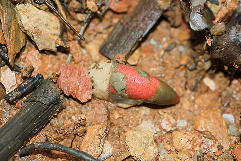 Elegant Stinkhorn (Mutinus elegans)? In disturbed soil atop a ridge (below pines and oaks).
https://www.jungledragon.com/image/68341/elegant_mutinus_elegans.html
https://www.jungledragon.com/image/68342/elegant_mutinus_elegans.html
https://www.jungledragon.com/image/68343/elegant_mutinus_elegans.html Devil's Dipstick,Fall,Geotagged,Mutinus elegans,United States