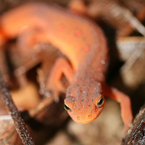 Juvenile Red Eft (Notophthalmus viridescens) This is the juvenile stage of the Eastern newt's life cycle, the eft. It is a terrestrial stage--while its larval and adult stages are aquatic.

It appeared to be "frozen" on leaf litter/rotting wood on a ridge side in a dense forest. It didn't move at all (maybe due to cooler temperatures)?
https://www.jungledragon.com/image/68361/juvenile_red_eft_notophthalmus_viridescens.html Eastern newt,Fall,Geotagged,Notophthalmus viridescens,United States